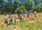 Panen Jagung Kuartal IV Tahun 2026, Kapolsek Sumur Sukses Dampingi Petani