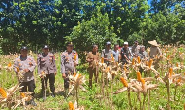Panen Jagung Kuartal IV Tahun 2026, Kapolsek Sumur Sukses Dampingi Petani