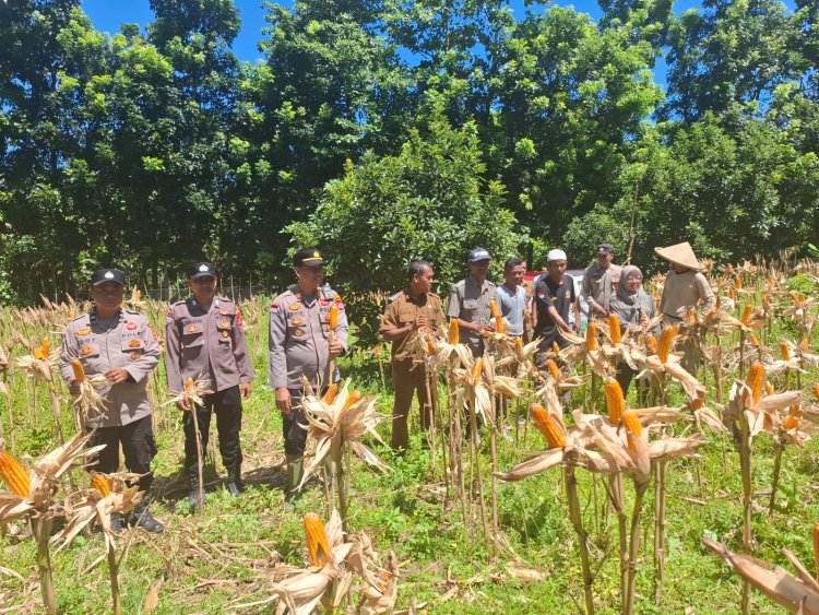 Panen Jagung Kuartal IV Tahun 2026, Kapolsek Sumur Sukses Dampingi Petani
