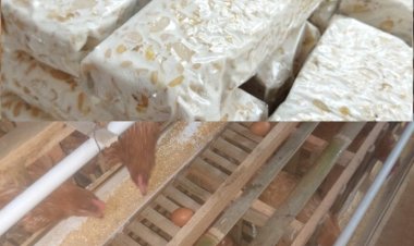 UMKM Industri Tempe & Ayam Petelur Pemasok Bahan Makanan Ke SPPG Cening 03 Yayasan Leuit Bumi Pertiwi Babakanlor Dukung Presiden Prabowo & Keberlanjutan Program MBG