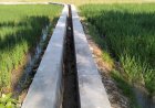 Masyarakat Ucapkan Terimakasih, Atas Dibangunnya Dua Proyek P3-TGAI Tahun 2026, Daerah Irigasi Ciangga Desa Padahayu Cikedal